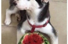 二哈吃瓜娱乐圈小说