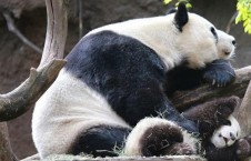 娱乐吃瓜酱大熊猫生气