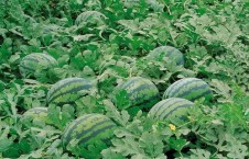 娱乐713吃瓜最新入口,最新入口带你一网打尽娱乐圈风云